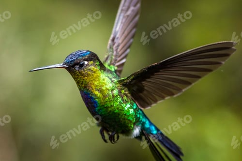 Preview: Fiery-throated Hummingbird (Panterpe insignis), San Gerardo de Dota, San Jose Province, Costa Rica