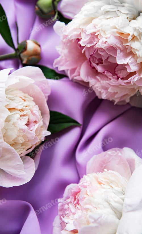 Preview: Peony flowers