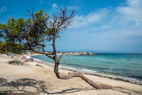 Preview: Mediterranean landscape. Panoramic view of tropical beach beach. Pine tree on coast.