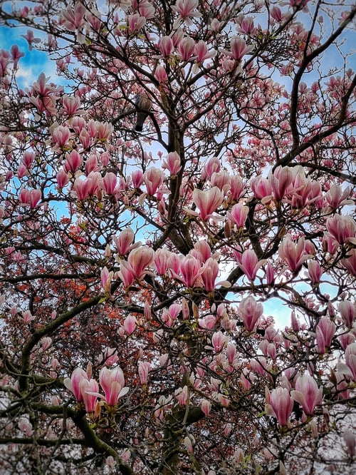 Preview: Magnolia on English land