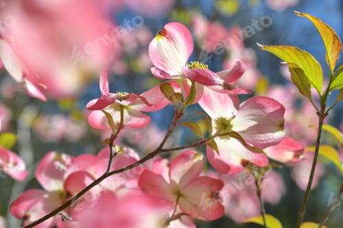 Preview: A branch of Pink Dogwood blossoms against a vivid blue sky in the spring season sunshine