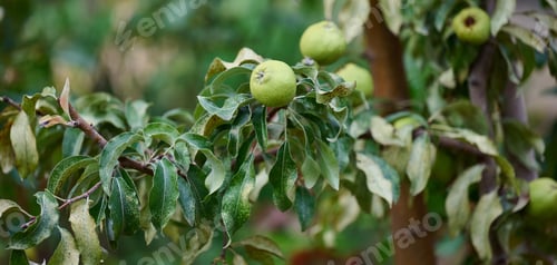 Preview: Ripe organic cultivar green pears in the summer garden.