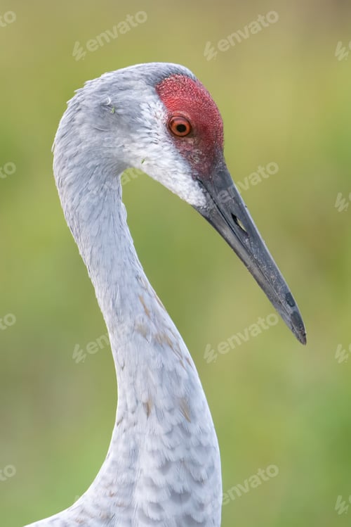 Preview: A closeup of a sandhill crane