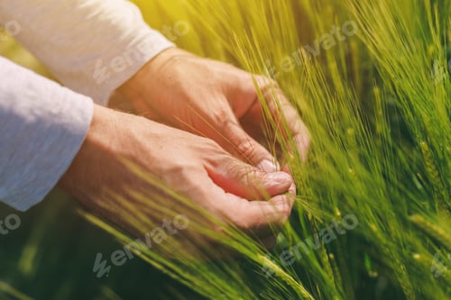 Preview: Hands and green green wheat ears