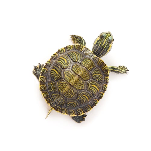 Preview: turtle