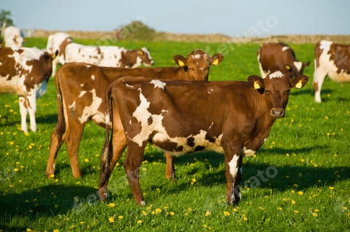 Preview: Group of brown and white cows in spring field