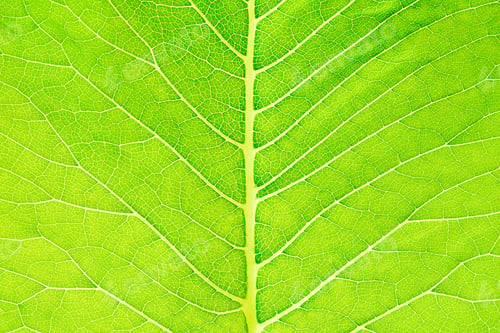 Preview: Close up leaf. Macro photography