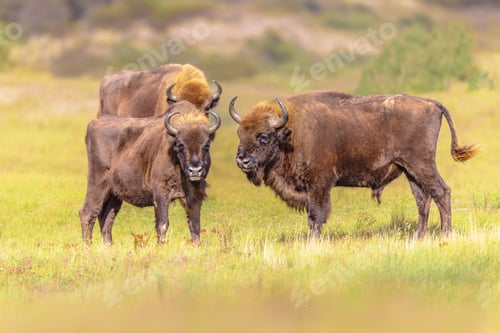 Preview: Wisent or European bison group