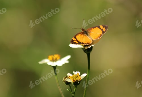 Preview: Butterfly and flowers