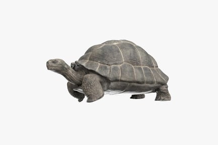 Preview: Animated Aldabra Giant Tortoise