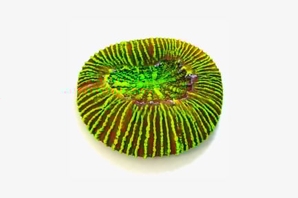 Preview: Layered circular form with zigzag central structures