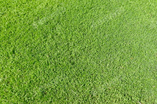 Preview: Green grass background.