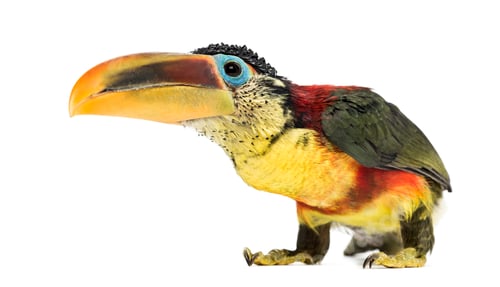 Preview: Curl-crested aracari, isolated on white
