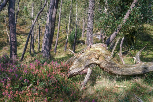 Preview: A bush of Heather Erica Arborea next to a fallen pine trunk