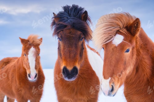 Preview: Horses in Iceland. Wild horses in a group. Horses on the Westfjord in Iceland.