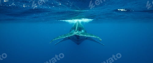 Preview: Underwater back view of a humpback whale swimming near the surface