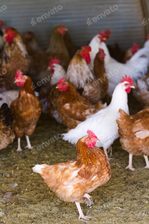 Preview: Free range chickens