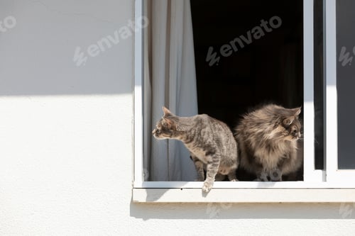 Preview: Two curious cats peering out of a window on a sunny day.