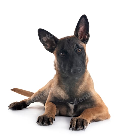 Preview: puppy malinois in studio