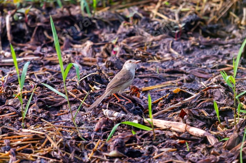 Preview: Prinia Bird