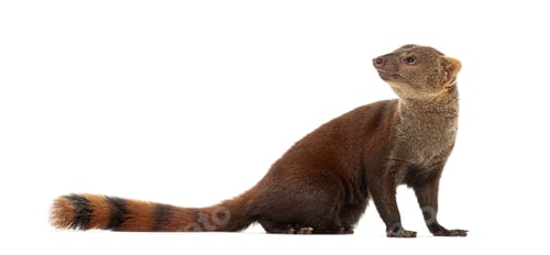 Preview: Ring-tailed vontsira or ring-tailed mongoos, Galidia elegans, isolated on white