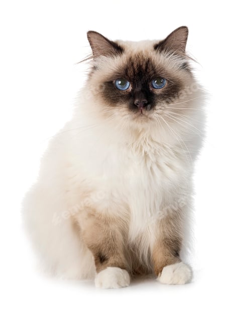 Preview: birman cat in studio