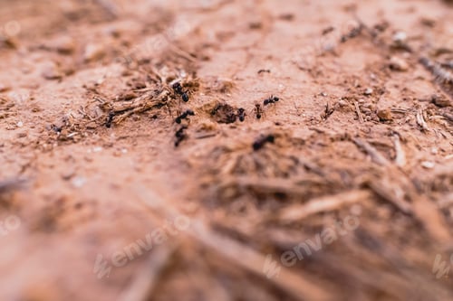 Preview: Ants in a row walking looking for food.