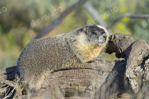 Preview: Marmot on a tree in the morning sun.