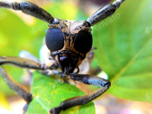 Preview: Cerambycidae, asian longhorns beetle