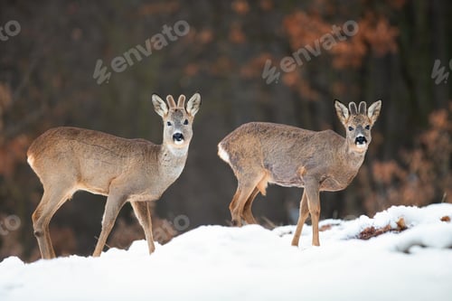 Preview: Two wild roe deer bucks watching in winter nature standing on snow