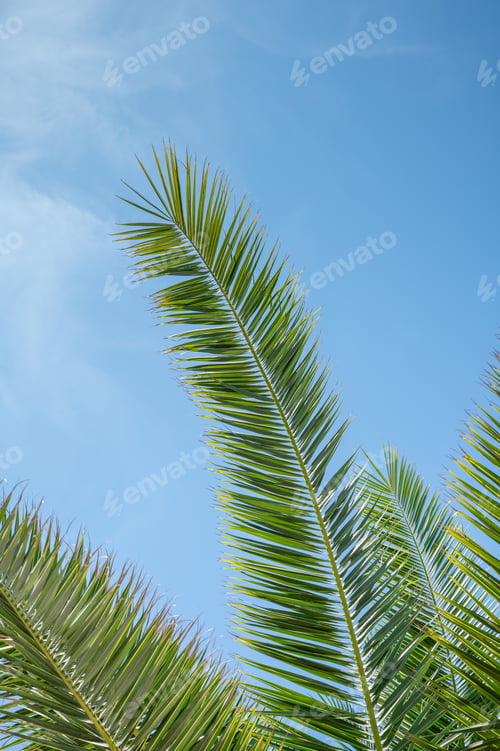 Preview: Bright green palm leaves stretch upwards on a sunny day against a bright blue sky.
