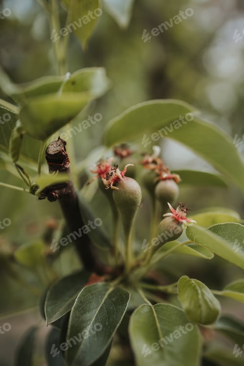 Preview: Vertical shot of blooming plant buds