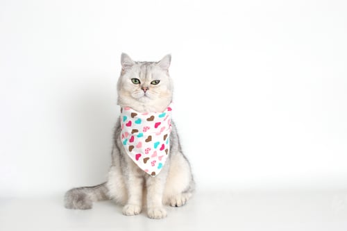 Preview: A white cat sits on a white background, with a triangular neckerchief