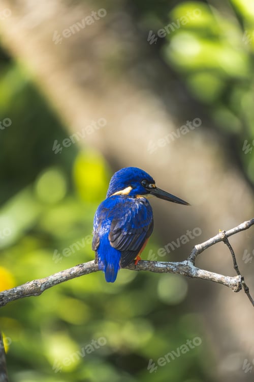 Preview: Beautiful Australian blue kingfisher on top of a tree branch. Wildlife Conservation Concept