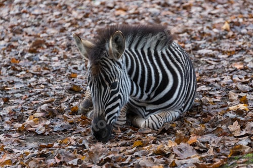 Preview: Zebra in a zoo