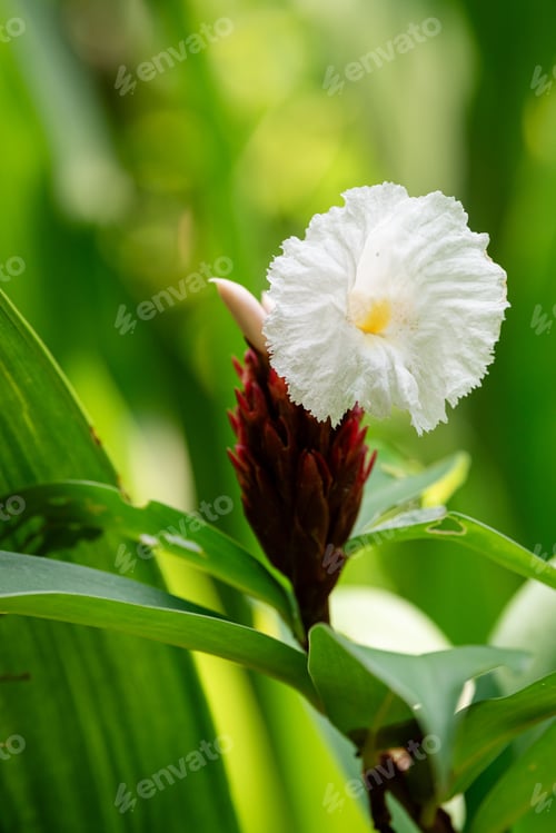 Preview: a white flower with yellow centers is growing in the foliage