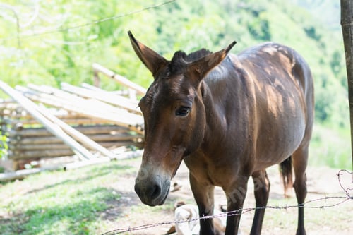 Preview: Full body brown pack mule standing on hillside farm in Colombian Andes countryside