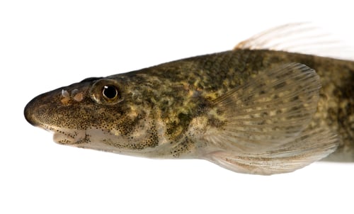 Preview: Side view of rhone streber fish, Zingel asper, against white background, studio shot