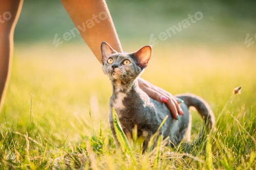 Preview: Woman Stroking Funny Young Gray Devon Rex. Kitten Sitting In Green Grass. Short-haired Cat Of