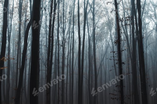 Preview: tall trees in fog in forest