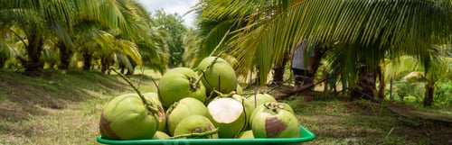 Preview: Coconut Tree in Fruit cart at Coconut Farm. Coconut juice fruit coconut tree for background.