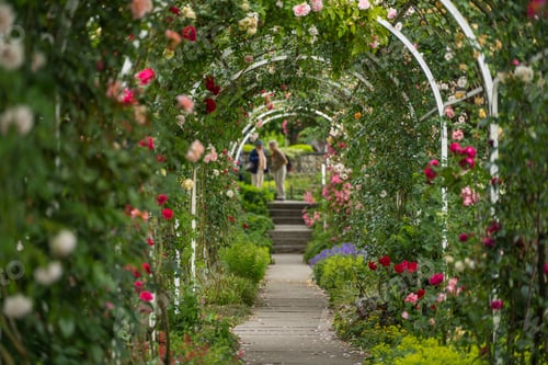 Preview: Rose Garden Path with Arches and Flowers