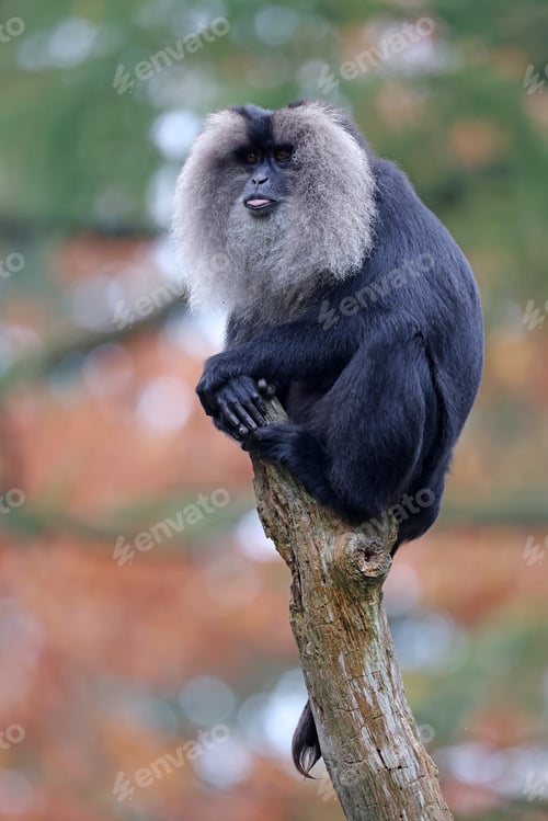 Preview: Lion-tailed macaque (Macaca silenus) sitting on tree