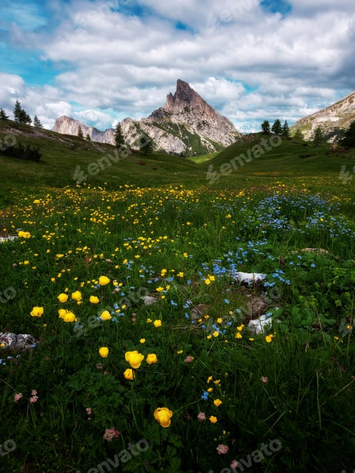 Preview: Early summer flowers in the mountains