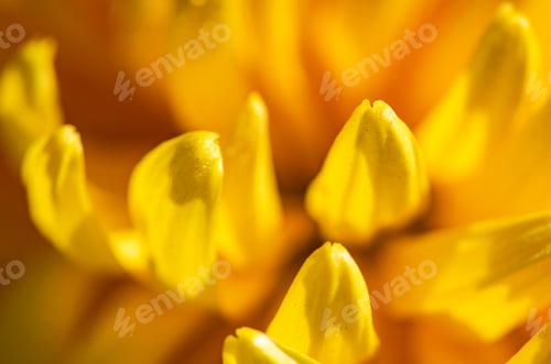 Preview: Yellow Chrysanthemum flowers in the garde4n