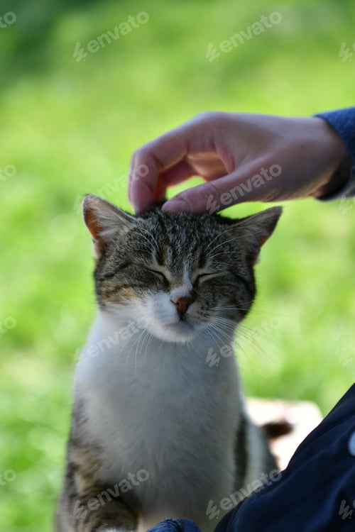 Preview: Caressing of the cat. Human and animal.