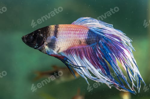 Preview: Closeup shot of sick betta fish in an aquarium