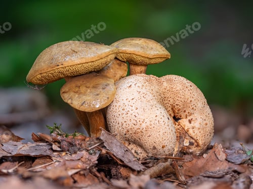 Preview: Group of parasitic bolete mushrooms growing on an earthball