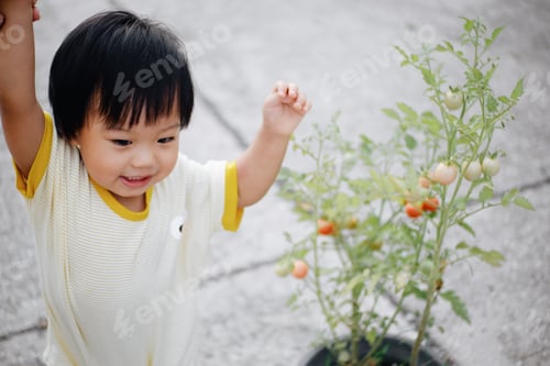 Preview: Tomato picking