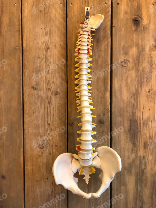 Preview: Vertebral colomn